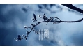 今日霜降 | 一年補透透，不如補霜降